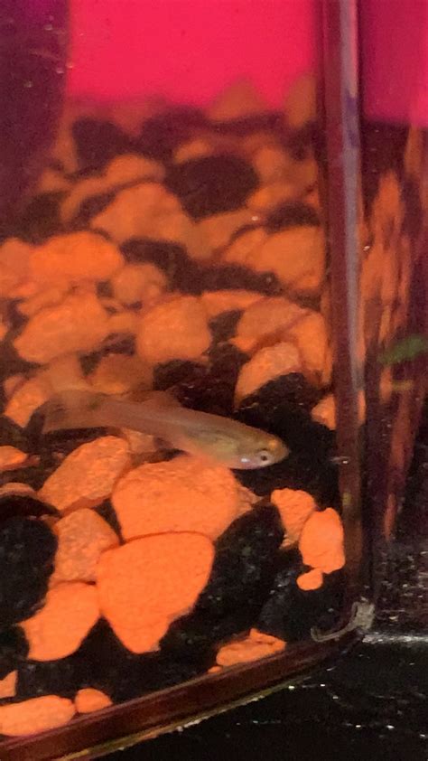 This Is My Guppie I Got Them When They Were A Tiny Fry I Actually