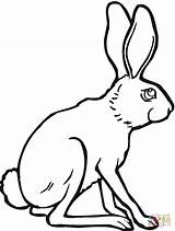 Hare Jackrabbit Clipartmag Designlooter sketch template