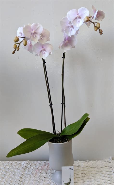 Double Phalaenopsis In Pedestal By J Flowers