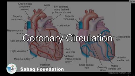 coronary circulation biology lecture sabaqpk youtube