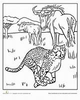 Cheetah Cheetahs sketch template