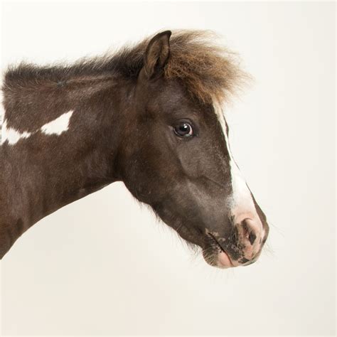 horse image sf wallpaper