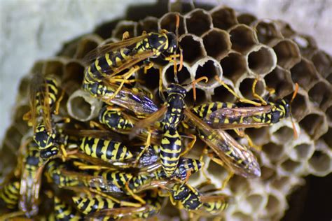 Wasps Hornets Ally Pest Control