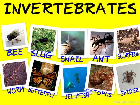 examples of invertebrates biological science picture directory