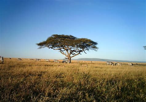 serengeti plains snapshot serengeti