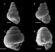 Afbeeldingsresultaten voor "limacina Helicoides". Grootte: 194 x 185. Bron: www.researchgate.net
