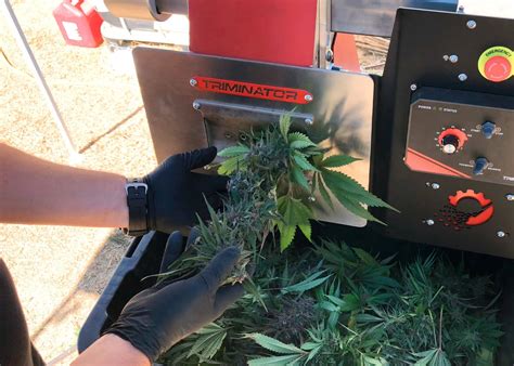 cannabis  hemp bucking machine triminator