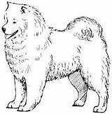 Samoyed Samoyeds животных sketch template