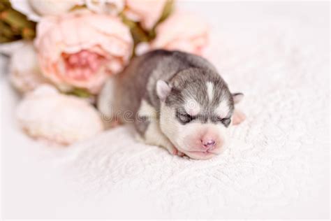 newborn siberian husky puppy stock photo image  black alaskan