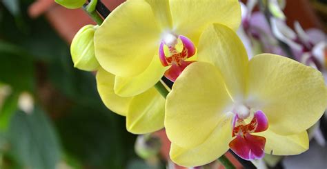tips   care  orchids   home lifes dirty clean easy