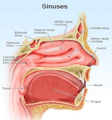 alternative health news sinus infection symptoms