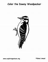 Woodpecker Downy Sheet Coloring Template sketch template