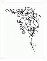 Coloring Pages Flowers Popular sketch template