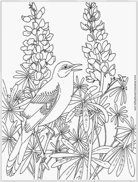 printable coloring pages adults birds printable coloring pages