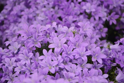 de beste  groenblijvende bodembedekkers voor je op een rijtje plants light purple flowers