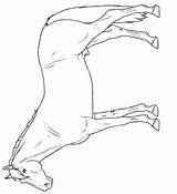 Paarden Rassen Warmblood sketch template