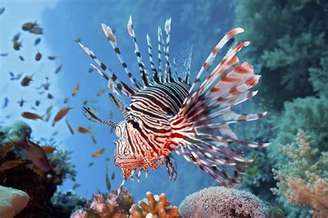 esciencecommons lionfish study explores idea  eating  ecological
