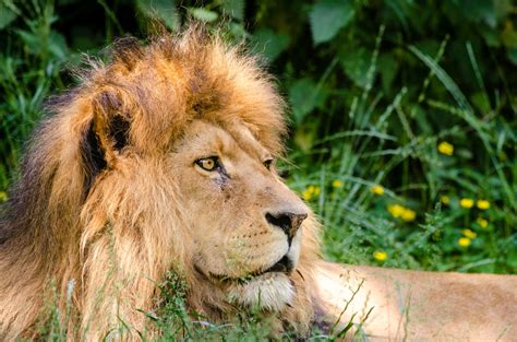 magnificent lion  africa  stock photo public domain pictures