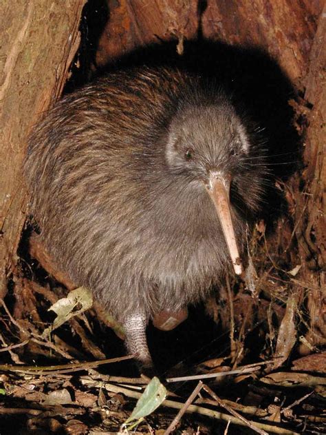 kiwi  flightless bird native   zealand rnatureisfuckinglit