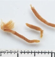 Afbeeldingsresultaten voor "euchone Papillosa". Grootte: 176 x 185. Bron: www.marinespecies.org