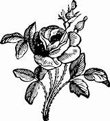 Rose Line Clipart Drawing Flower Flowers Bouquet Library Colouring sketch template