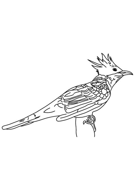 chestnut winged cuckoo bird coloring pages coloring sky
