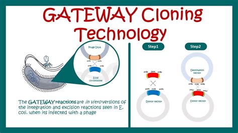 gateway cloning   gateway cloning work