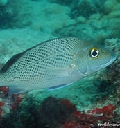 Afbeeldingsresultaten voor "haemulon Parra". Grootte: 173 x 185. Bron: reeflifesurvey.com