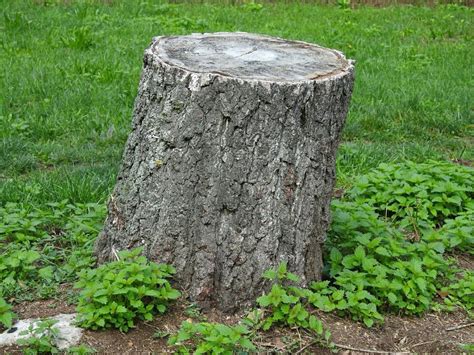 remove  unsightly tree stump   yard home  garden journalstarcom