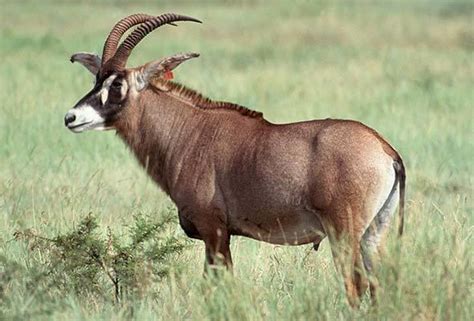 roan antelope south africa mammals