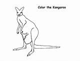 Kangaroo Coloring Pages Printable Kids sketch template