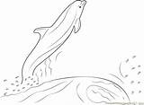 Dolphin Water Jumping Coloring Pages Coloringpages101 Online sketch template
