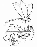 Libelle Insecten Kleurplaat Vogels Flevoland sketch template