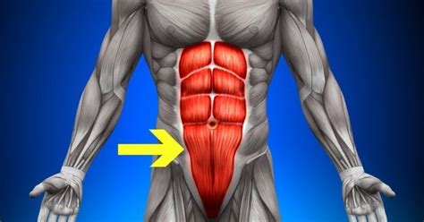 build specifically  ab muscles bodydulding