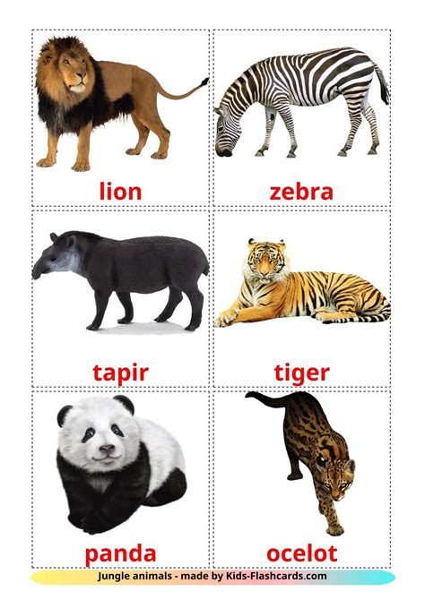 jungle animals flashcards  kids  english language  real