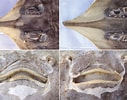 Afbeeldingsresultaten voor Dipturus nidarosiensis Anatomie. Grootte: 127 x 100. Bron: www.researchgate.net