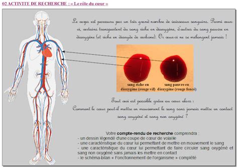la circulation sanguine en 5ème site des sciences de la vie et de la