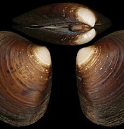 Afbeeldingsresultaten voor Astartidae. Grootte: 177 x 185. Bron: www.idscaro.net