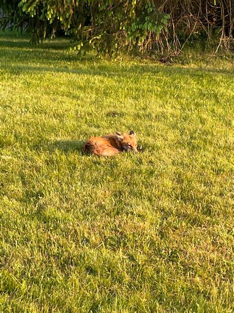 cutest little foxy 🦊 taking a sun nap 💤 tobacco valley