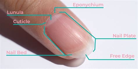 cuticle care    safely care   cuticles dipwell blog