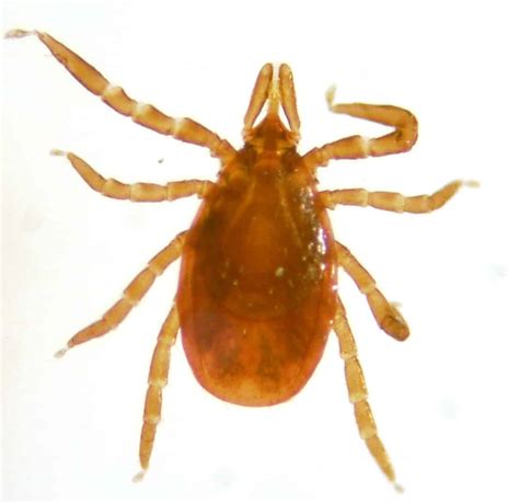 Lyme Disease Not As Likely In Nc But Caution Should Prevail North