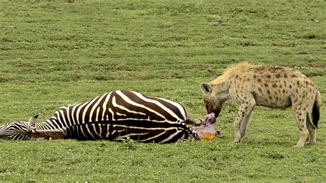 hyena eats zebra fetus youtube