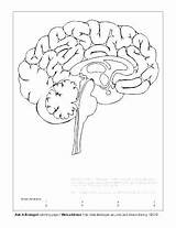 Brain Coloring Pages Anatomy Worksheet Human Labels Getcolorings Getdrawings Drawing System Color Nervous Colorings Printable sketch template
