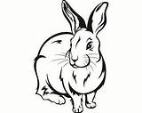 Rabbit Outline Silhouette Drawing Vector Jackrabbit Cute Illustration Jack Getdrawings Shutterstock sketch template