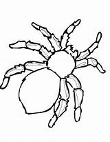 Coloring Pages Spider Printable Spiders Kids sketch template