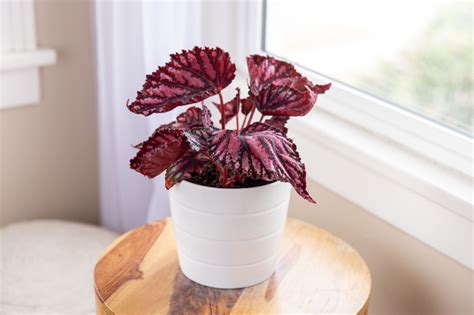 grow magnificent rex begonias plants begonia house plants