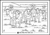 Agriculture Cow Cows Printables sketch template