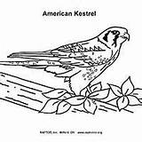 Kestrel Coloring American 28kb 200px sketch template