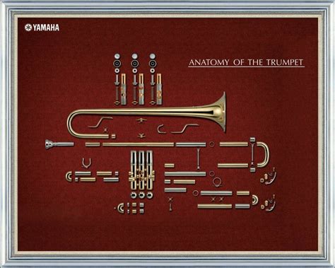 anatomy   trumpet  pinterest trumpet  ojays  anatomy