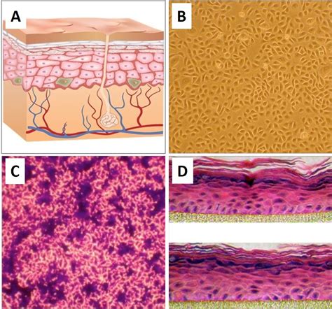 skin cell model human epidermal keratinocytes hek cell applications